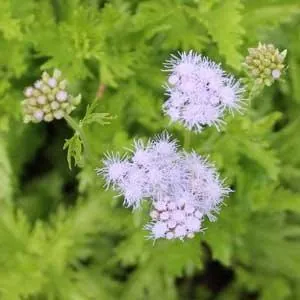 Conoclinium greggii — floraison