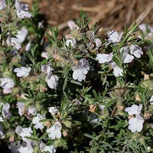 Conradina canescens — floraison