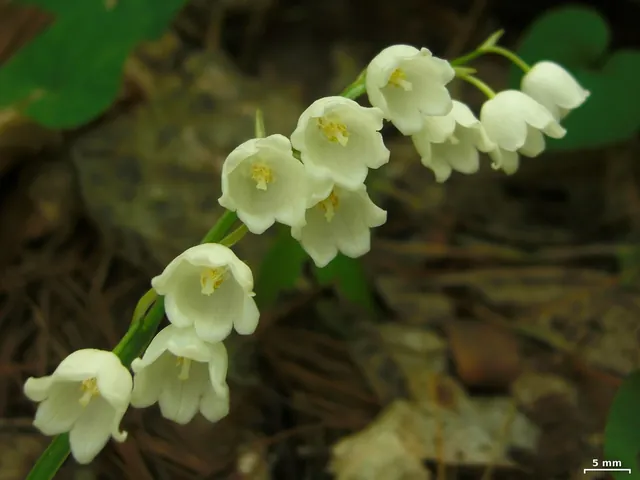Convallaria pseudomajalis — floraison