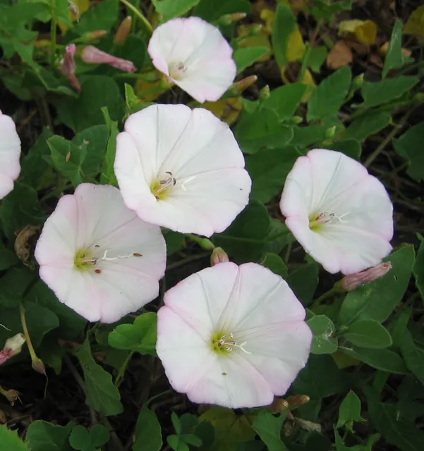Convolvulus arvensis — floraison