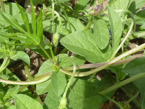 Convolvulus tricolor — feuillage