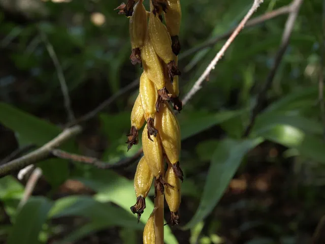 Corallorhiza maculata — floraison