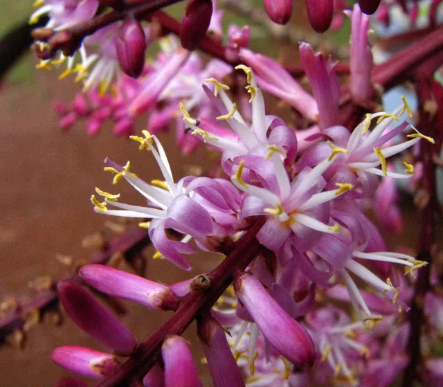 Cordyline fruticosa — floraison