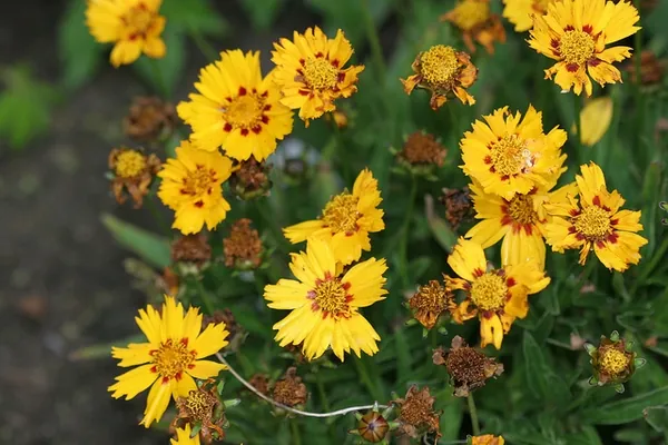 Coreopsis lanceolata — floraison