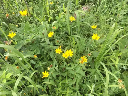 Coreopsis pubescens — photographie botanique