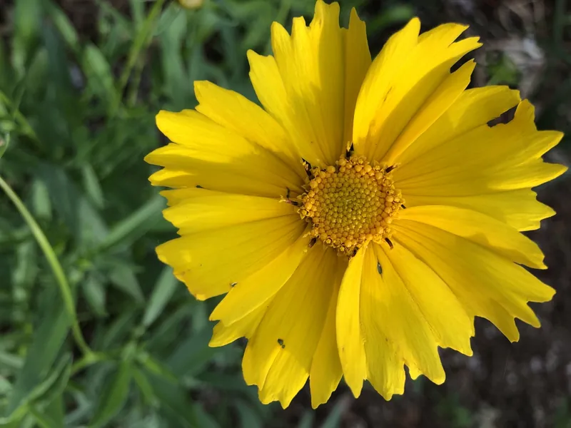 Coréopsis — Coreopsis grandiflora