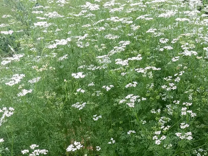Coriandre — Coriandrum sativum