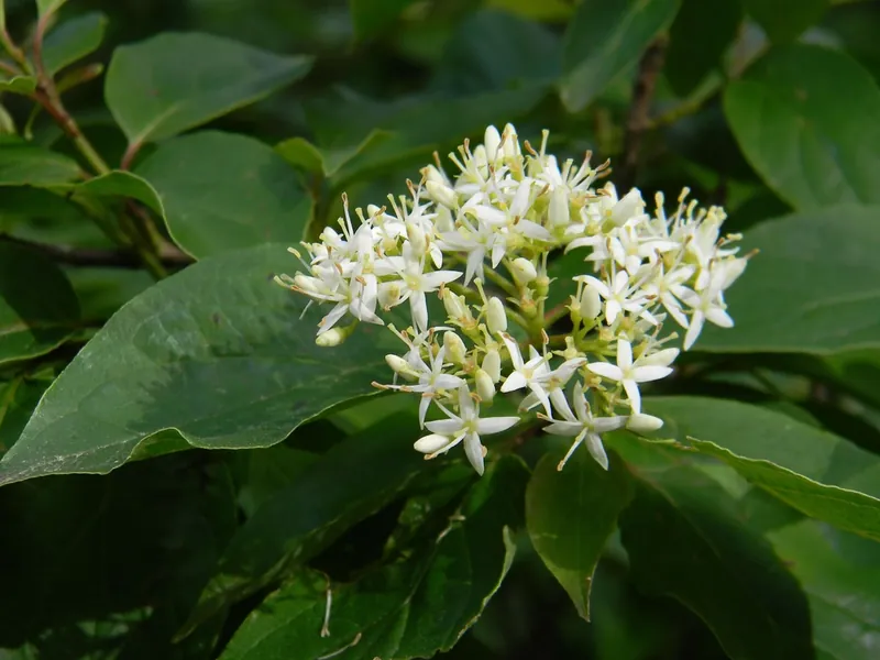 Cornouiller blanc — Cornus alba