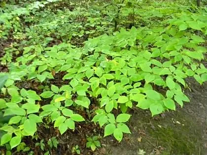 Cornus alternifolia — port de la plante