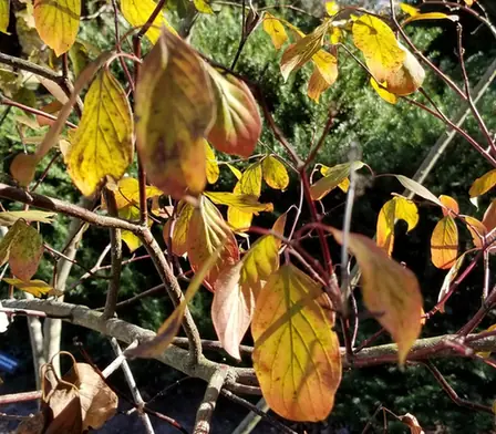 Cornus amomum — feuillage