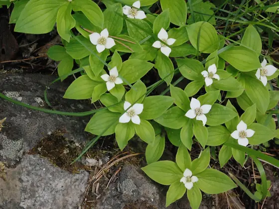 Cornus canadensis — floraison