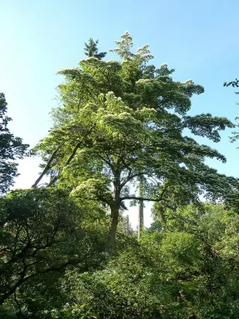 Cornus controversa — port de la plante