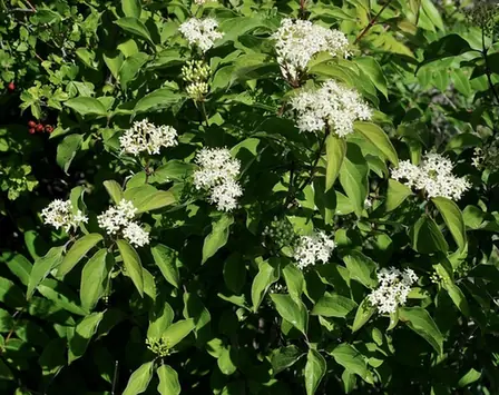 Cornus drummondii — floraison