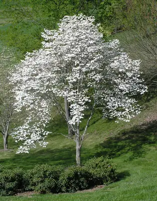 Cornus florida — port de la plante