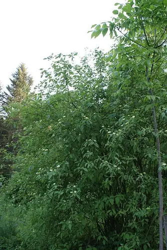 Cornus foemina — port de la plante