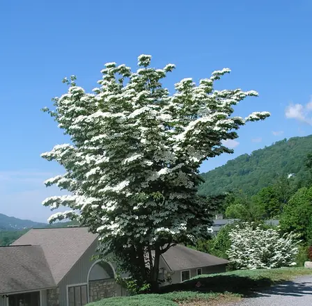 Cornus kousa — port de la plante