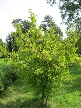Cornus mas — port de la plante