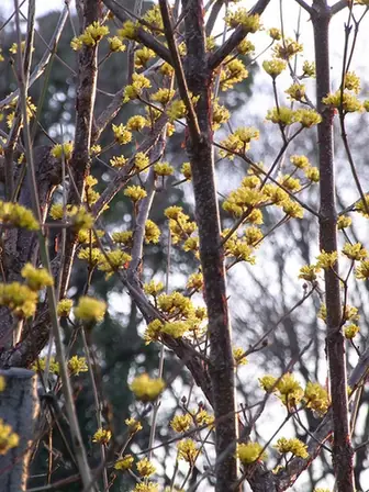 Cornus officinalis — floraison