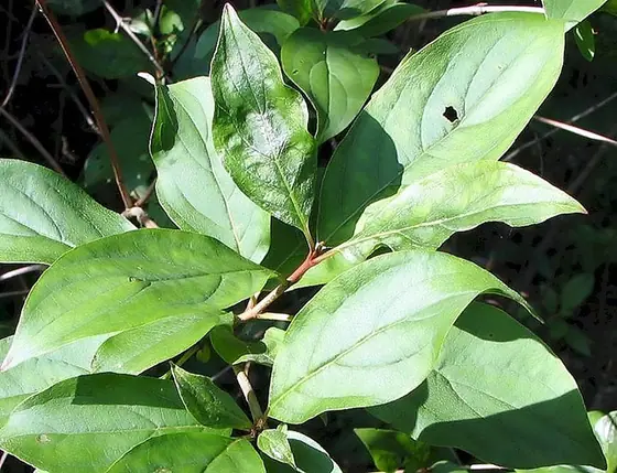 Cornus racemosa — feuillage