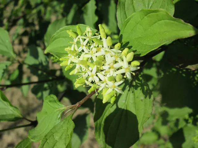 Cornus sanguinea — floraison