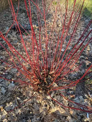 Cornus sericea — port de la plante