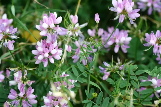 Coronilla varia — floraison