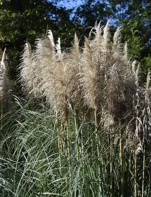 Cortaderia selloana — port de la plante