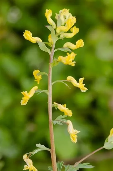 Corydalis flavula — floraison