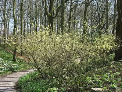 Corylopsis pauciflora — floraison