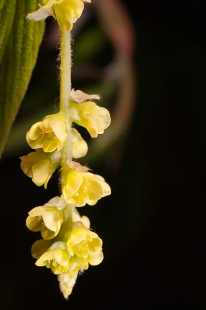 Corylopsis platypetala — floraison