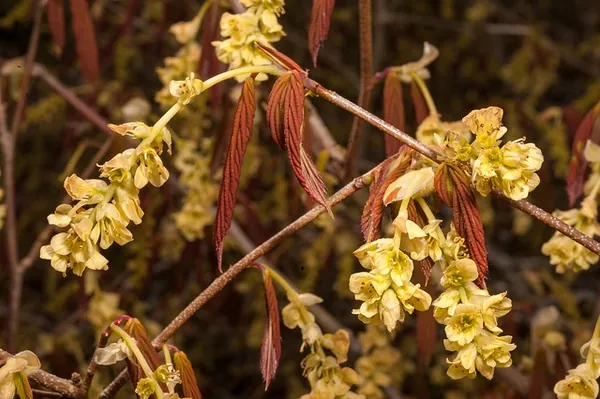 Corylopsis sinensis — photographie botanique