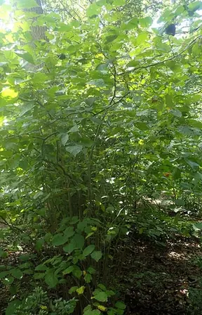 Corylus americana — port de la plante