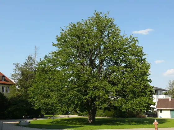 Corylus colurna — port de la plante
