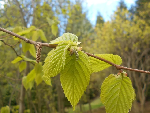 Corylus cornuta — feuillage