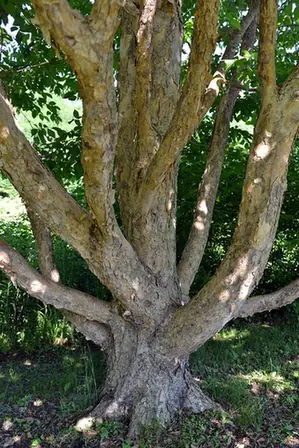 Corylus fargesii — port de la plante