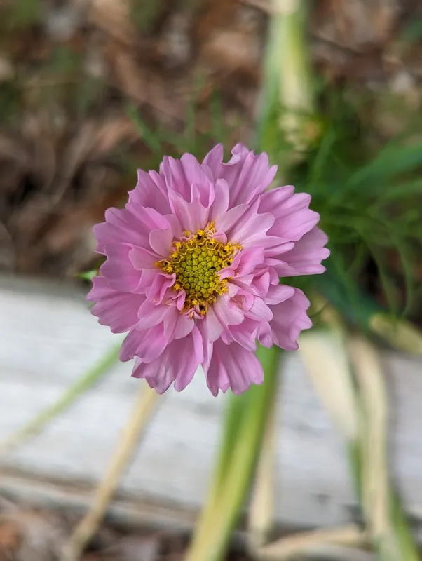 Cosmos — Cosmos bipinnatus