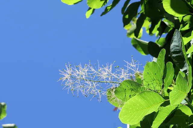 Cotinus obovatus — photographie botanique