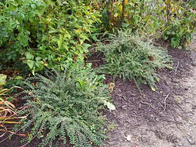 Cotoneaster adpressus — port de la plante