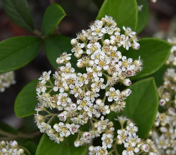 Cotoneaster coriaceus — floraison