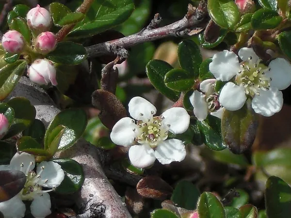 Cotoneaster dammeri — photographie botanique