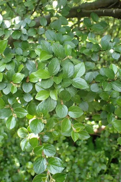 Cotoneaster divaricatus — photographie botanique