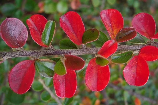 Cotoneaster horizontalis — photographie botanique