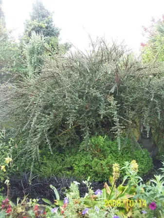 Cotoneaster integrifolius — port de la plante