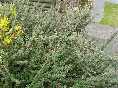 Cotoneaster microphyllus — port de la plante