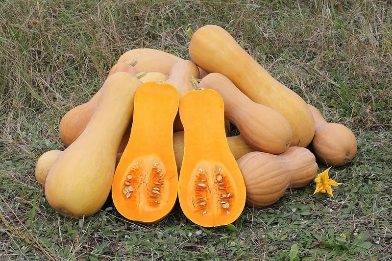 Courge musquée — Cucurbita moschata