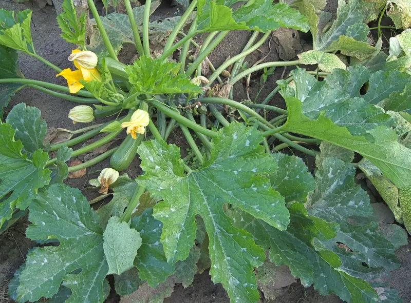 Courgette — Cucurbita pepo