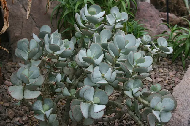 Crassula arborescens — port de la plante