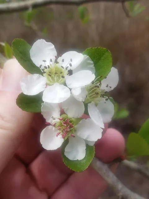 Crataegus aestivalis — floraison