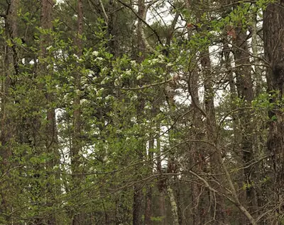Crataegus collina — port de la plante