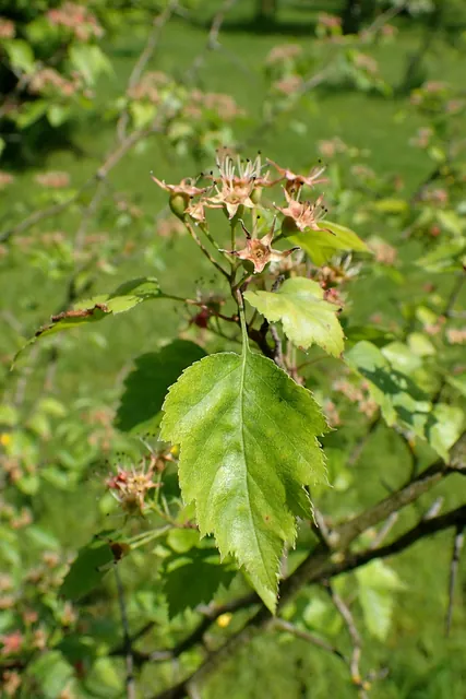 Crataegus macrosperma — fruits